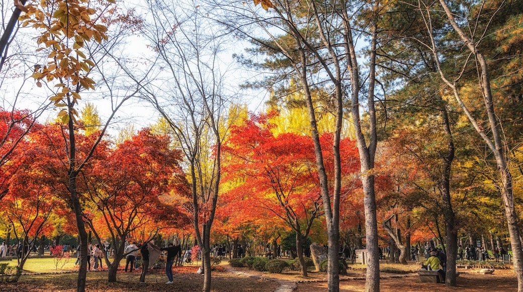 Small road in Nami Island