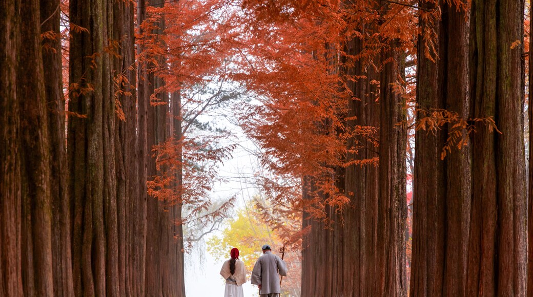 : A couple walking down the iconic Metasequoia lane lined with towering reddish brown trees during peak autumn season at Nami Island in Chuncheon, South Korea.