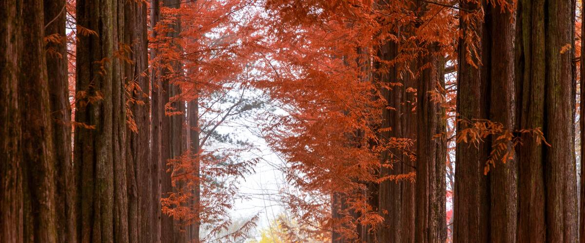 : A couple walking down the iconic Metasequoia lane lined with towering reddish brown trees during peak autumn season at Nami Island in Chuncheon, South Korea.