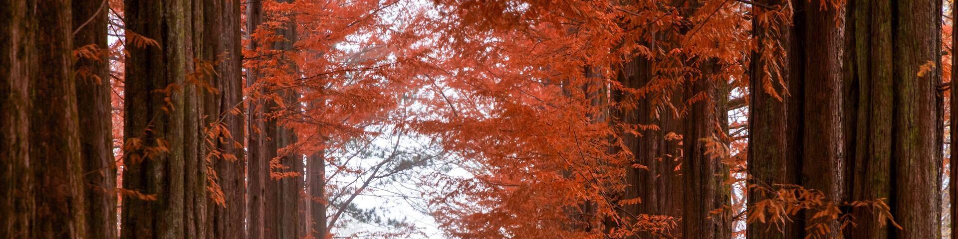 : A couple walking down the iconic Metasequoia lane lined with towering reddish brown trees during peak autumn season at Nami Island in Chuncheon, South Korea.