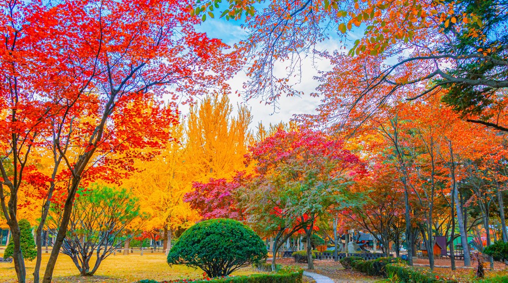 Autumn in Nami Island, South Korea