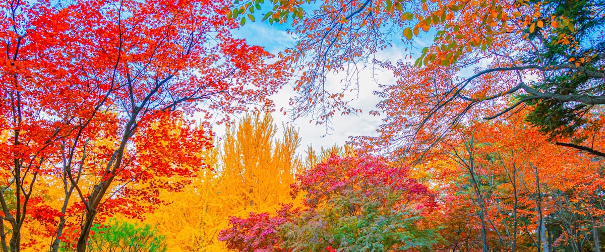 Autumn in Nami Island, South Korea