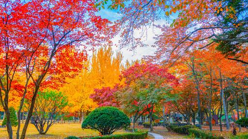Autumn in Nami Island, South Korea