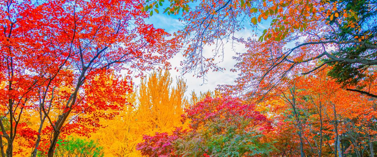 Autumn in Nami Island, South Korea