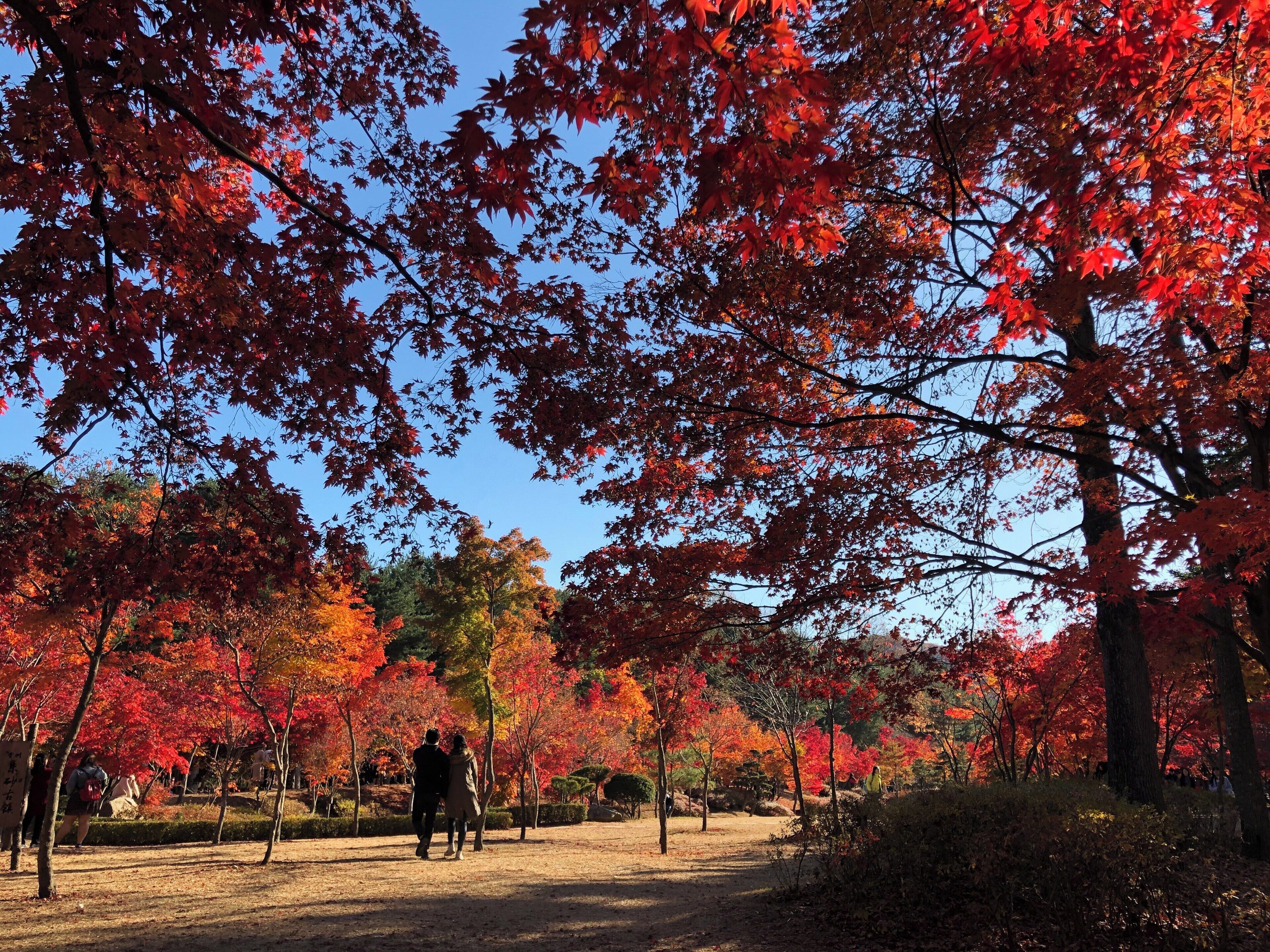 A park with autumn trees displaying red foliage.
