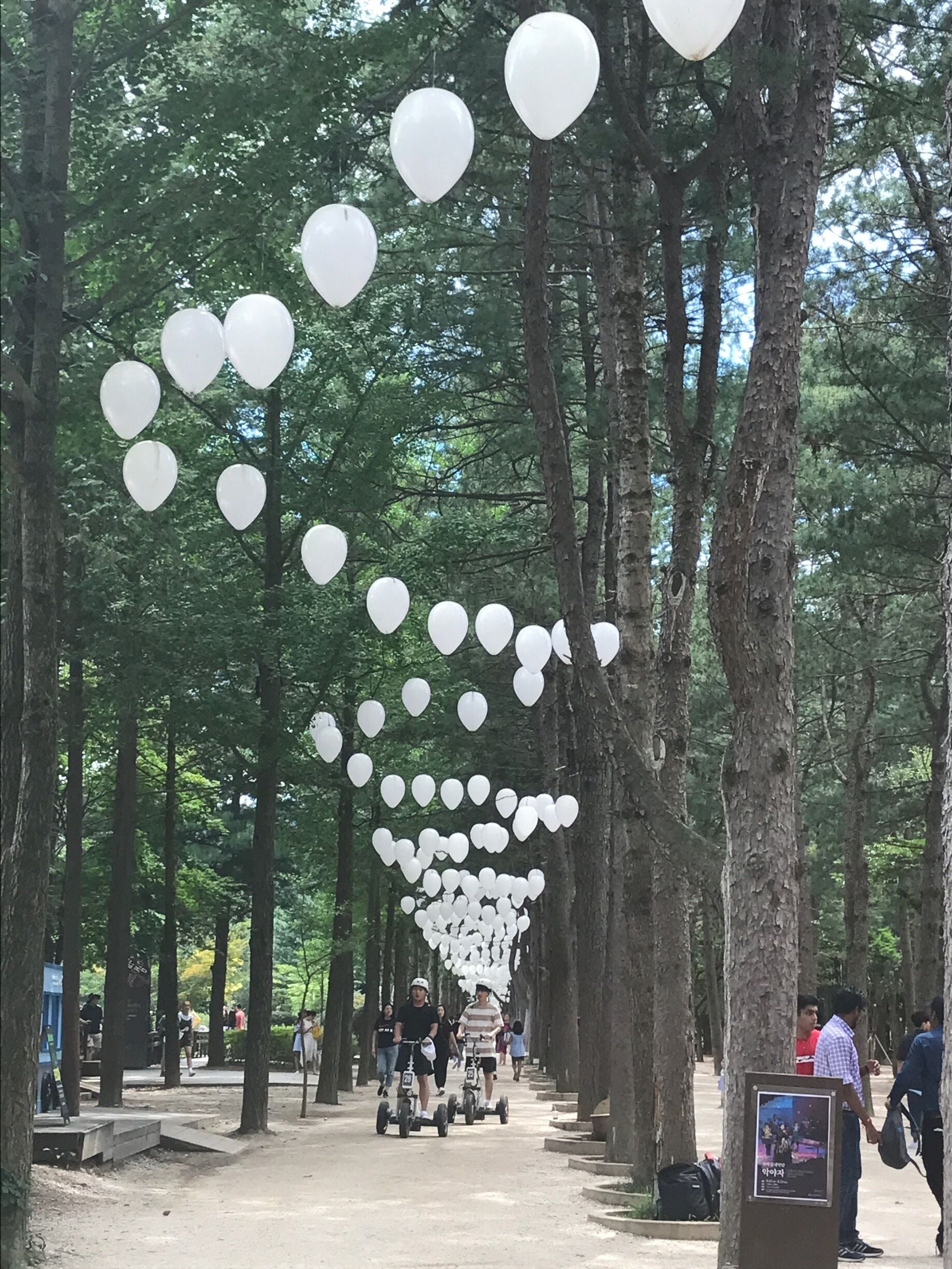 A tree-lined path with white balloons hanging from the branches.
