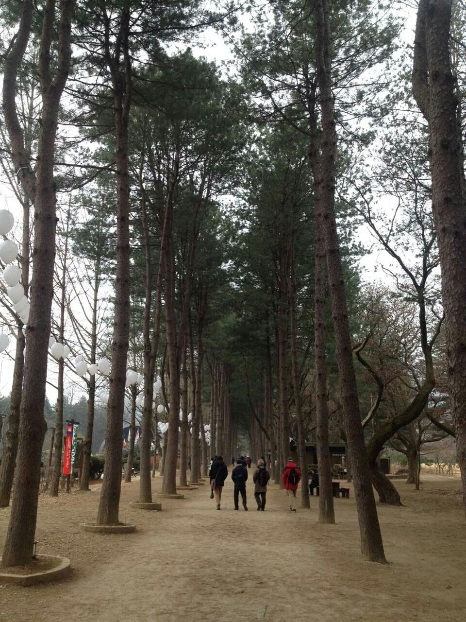 Trees at Nami Island. Famous filming place for dramas or variety. One of the most popular drama filmed here was the "Winter Sonata" 