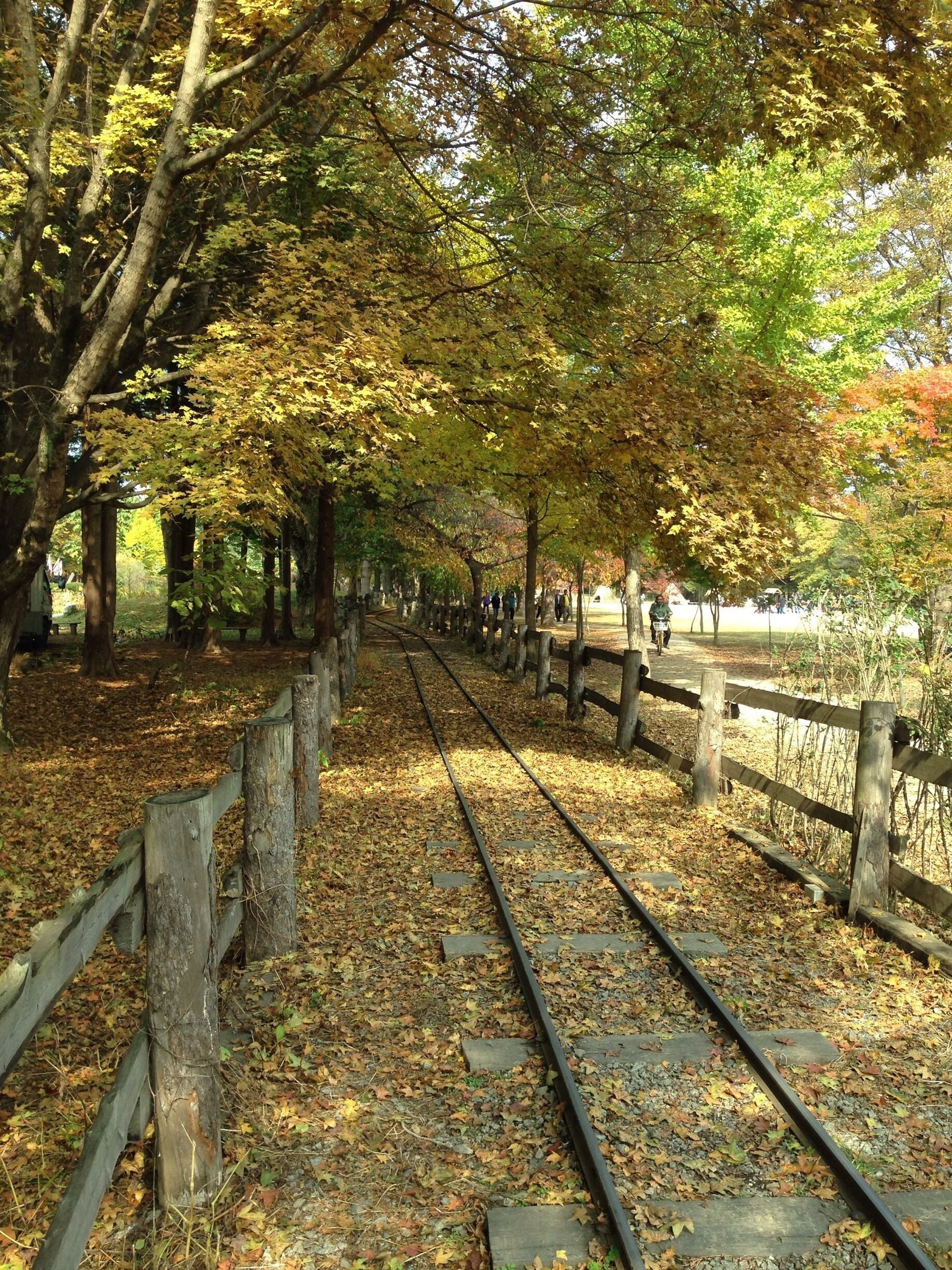A railway track surrounded by trees with autumn leaves, a wooden fence, and a grassy area.