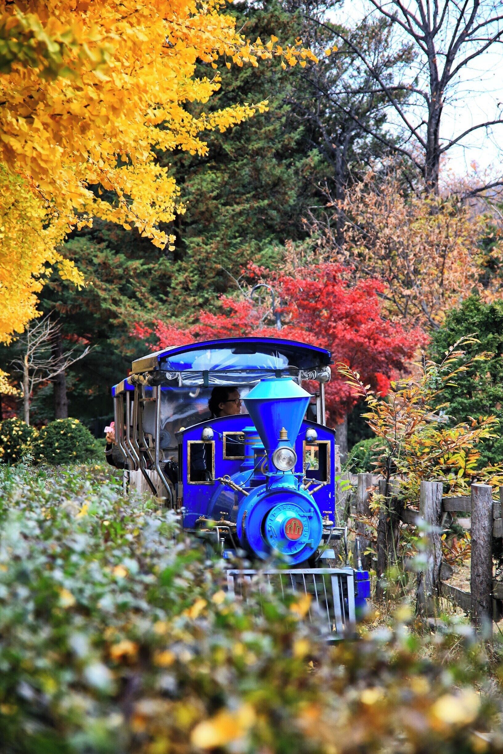 A blue train in a forest with autumn foliage.