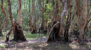 A dense forest with tall trees and thick underbrush.