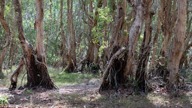 National primeval forest in Xuyen Moc District, Ba Ria Vung Tau Province, Vietnam in the dry season. The roots are exposed beautifully. This place is very suitable for making wedding photos.