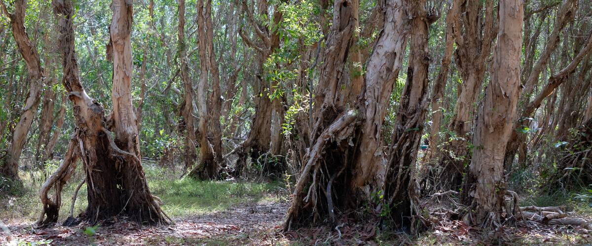 A dense forest with tall trees and thick underbrush.