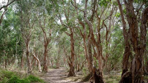 National primeval forest in Xuyen Moc District, Ba Ria Vung Tau Province, Vietnam in the dry season. The roots are exposed beautifully. This place is very suitable for making wedding photos.