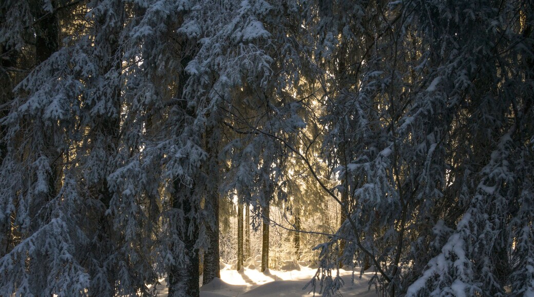 Winterurlaub und Wandern in Lenzkirch im Schwarzwald bei Schnee