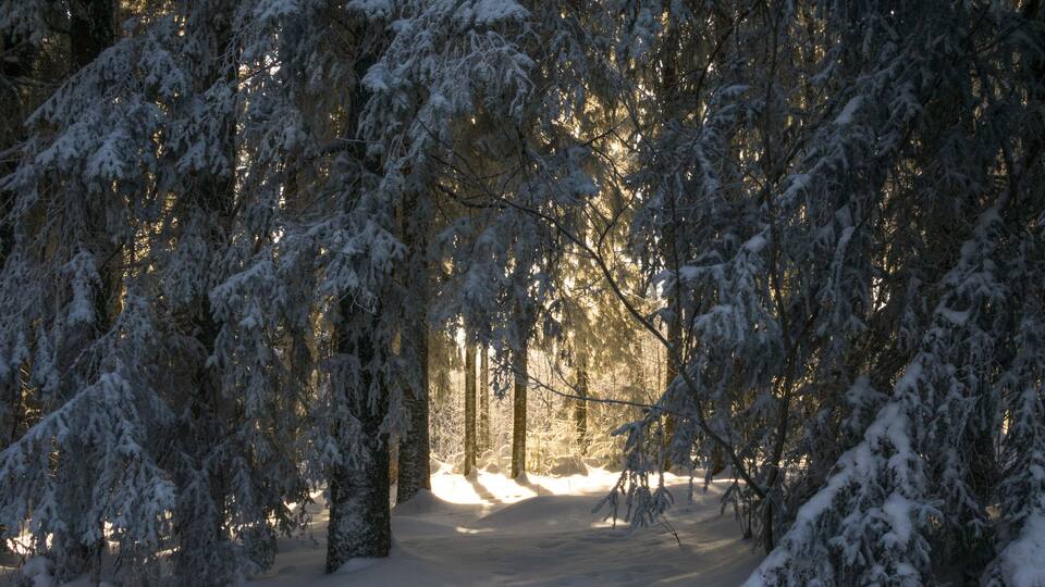 A snow-covered forest with dense trees and a sunlit path.