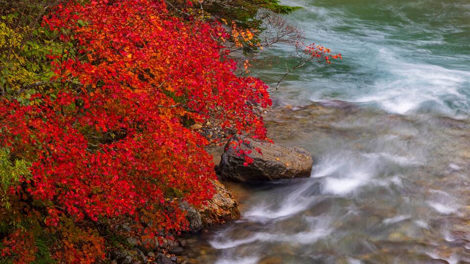 A river with red foliage and rocks.