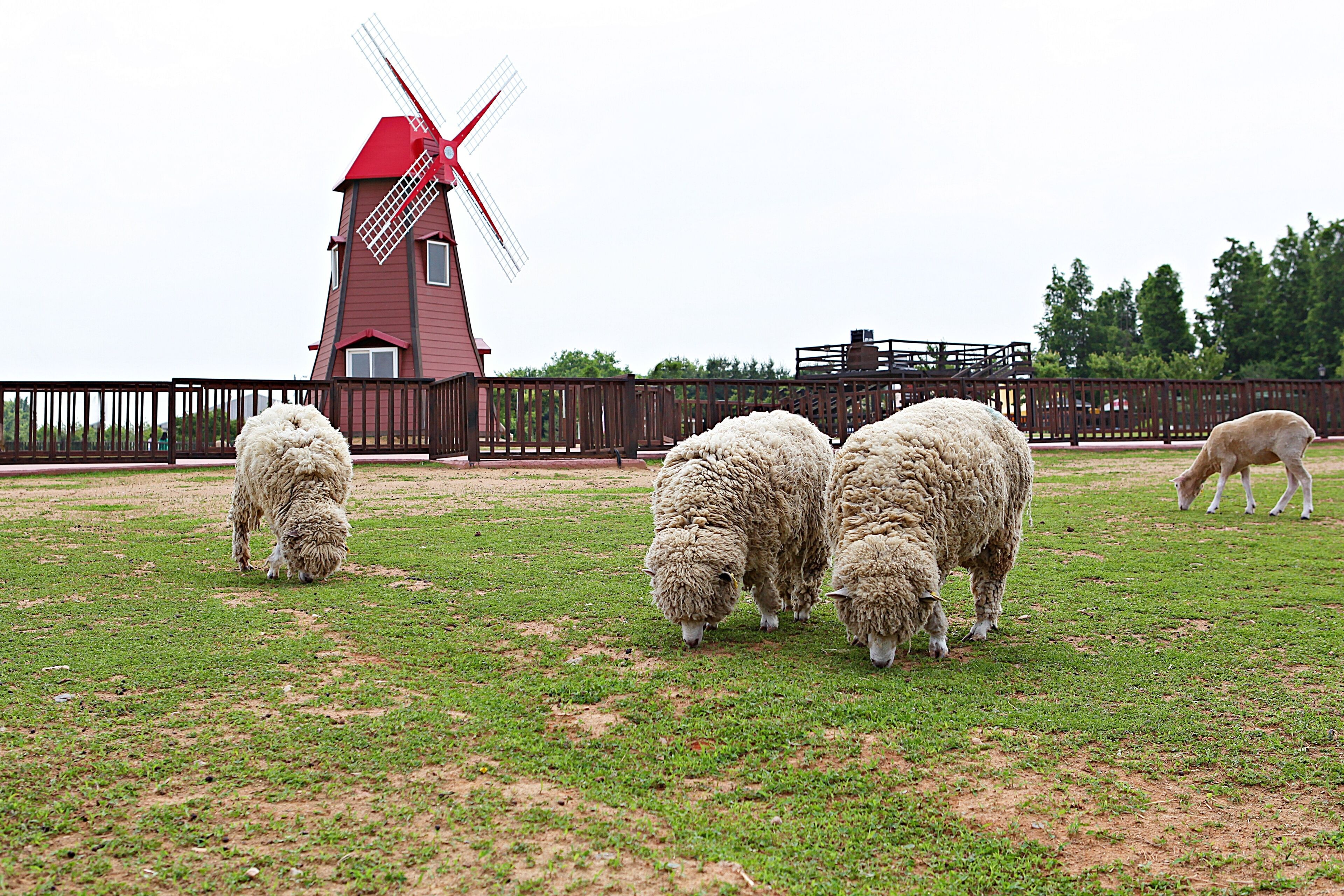 한국의안성팜랜드입니다