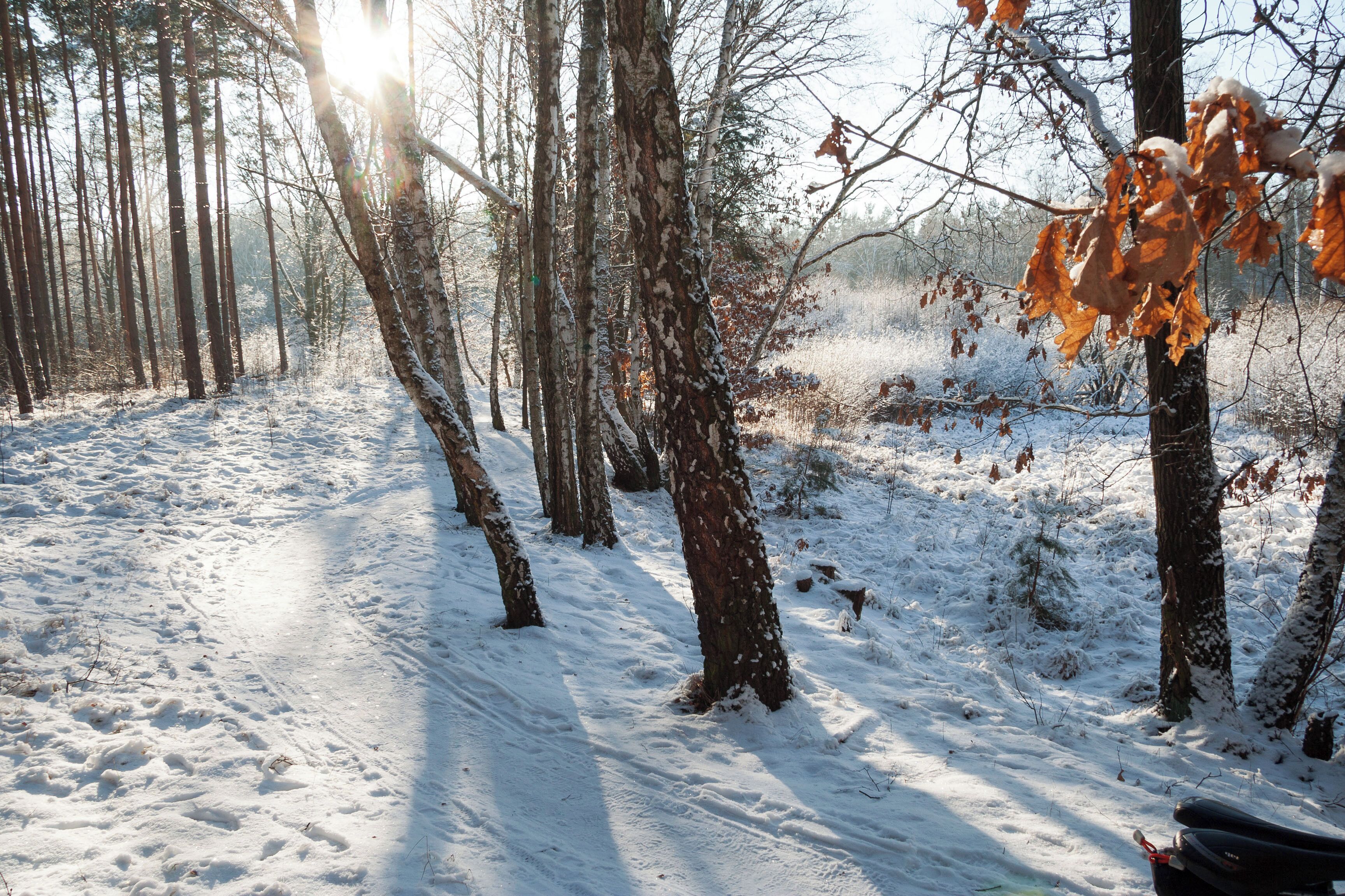 Naturschutzgebiet Krumme Lake, Berlin-Grünau, siehe [1]