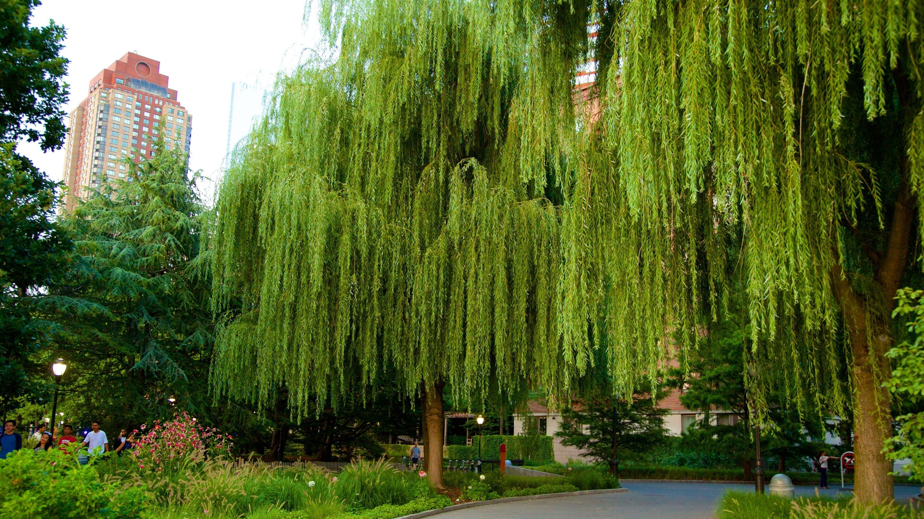 World Financial Center featuring a park