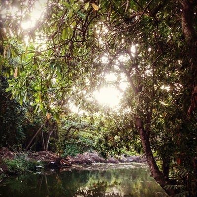 #urbanjungle