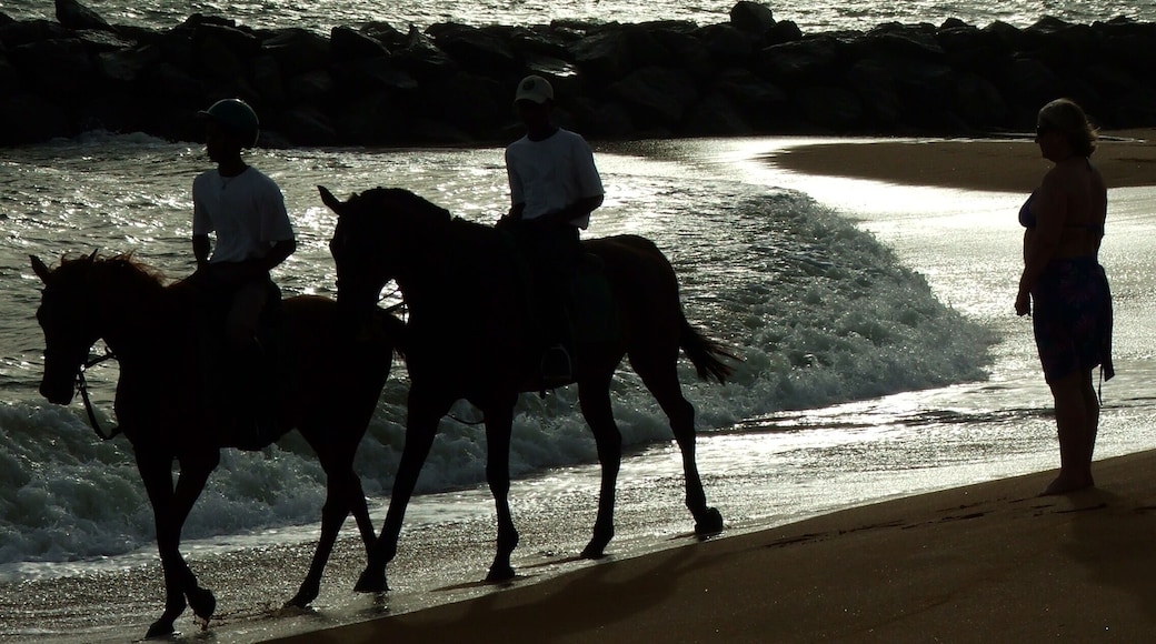 Dolphin hotel beach, waikkal