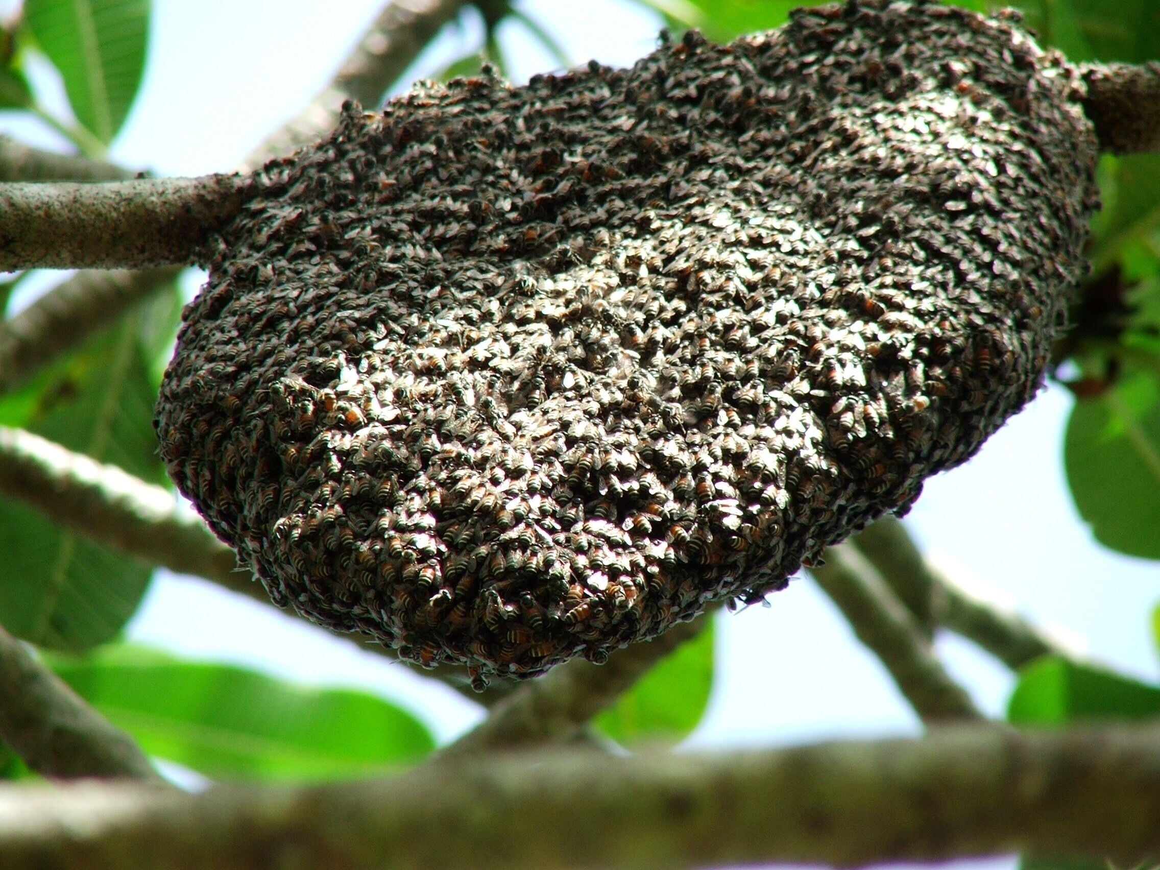 Beehive in the hotel grounds