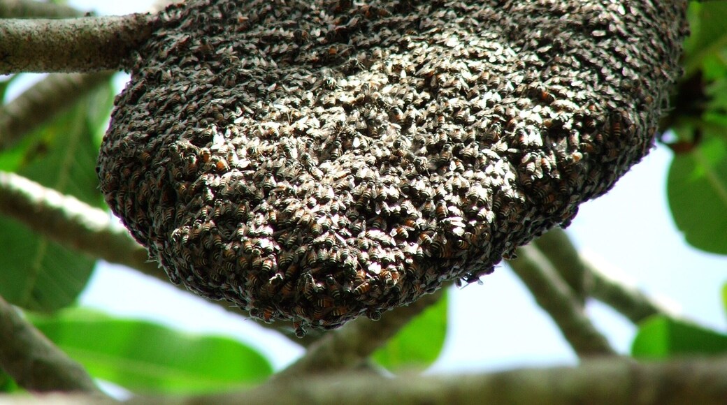Beehive in the hotel grounds