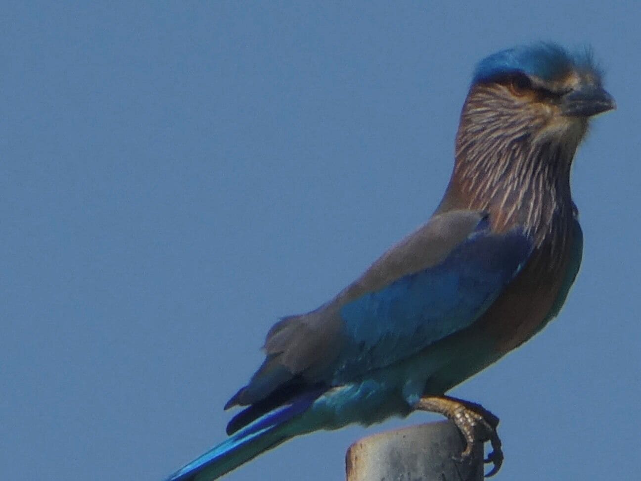 Beautiful Indian Roller, Sri Lanka.🇱🇰