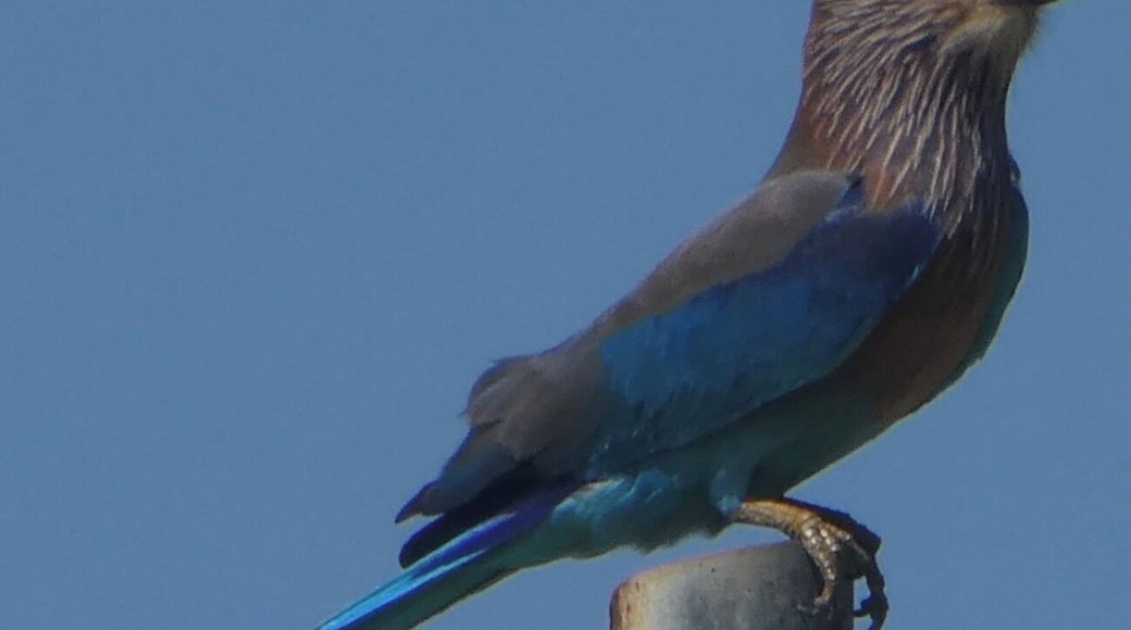 Beautiful Indian Roller, Sri Lanka.🇱🇰
