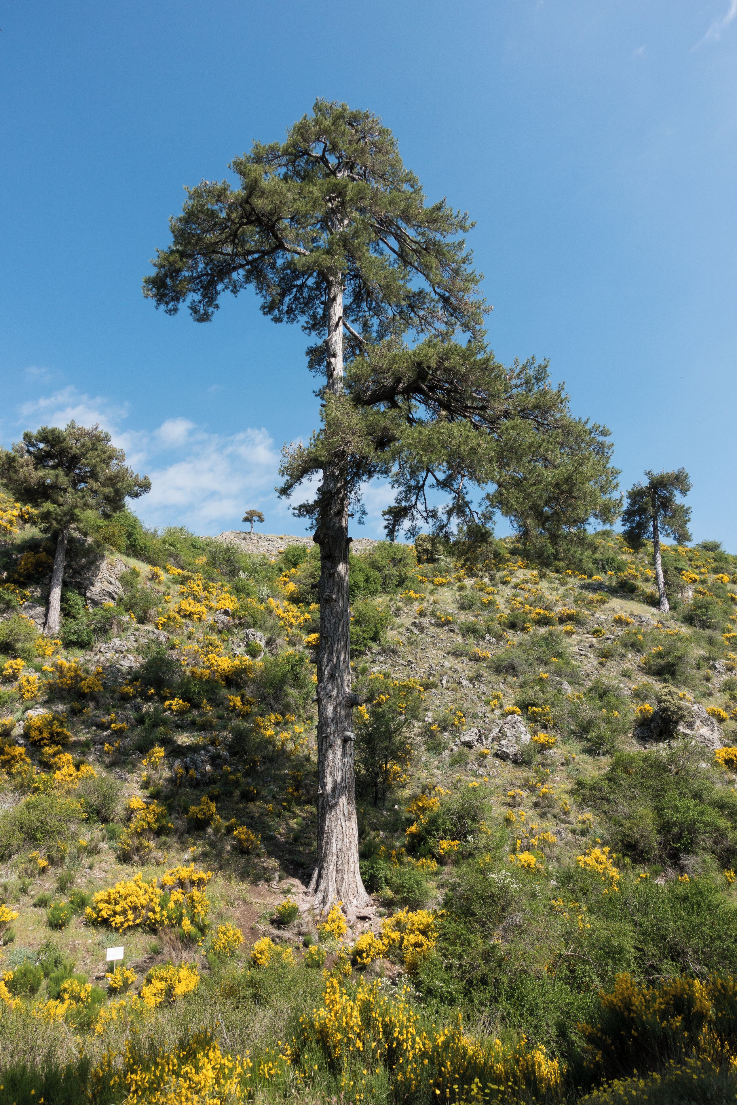 Pino Galapán. Sierras de Cazorla, Segura y las Villas Natural Park.