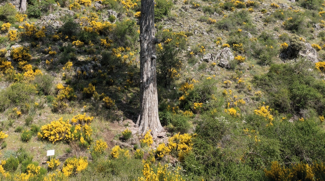 Pino Galapán. Sierras de Cazorla, Segura y las Villas Natural Park.