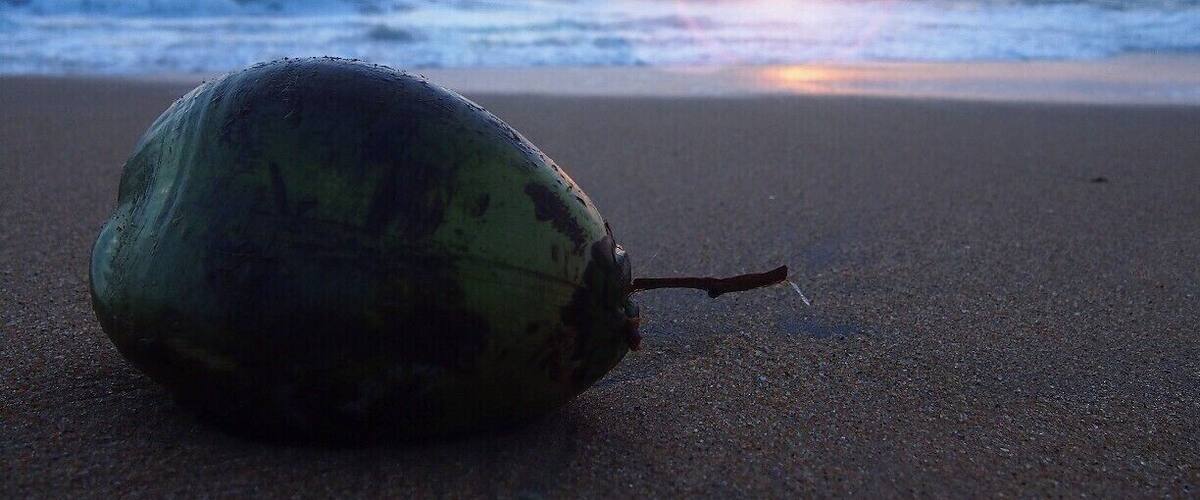 A coconut on a beach with the ocean and a sunset in the background.