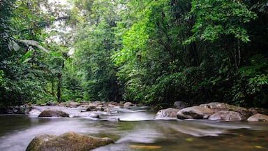 Um rio serpenteando por uma floresta densa, com pedras grandes na água.
