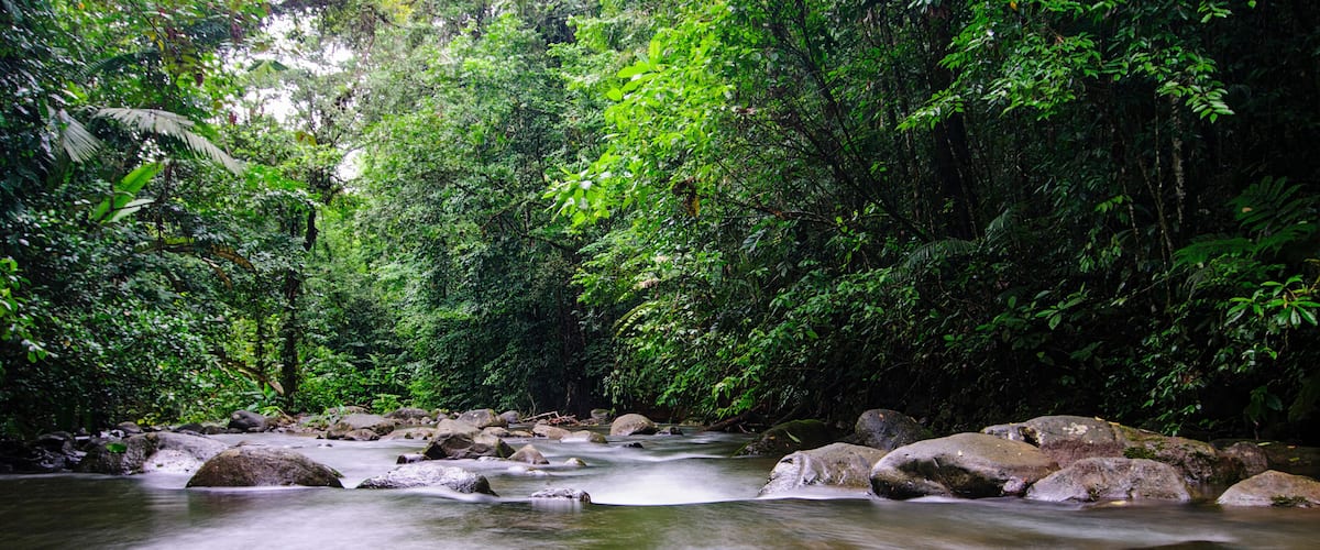 A river flowing through a dense forest with large rocks in the water.
