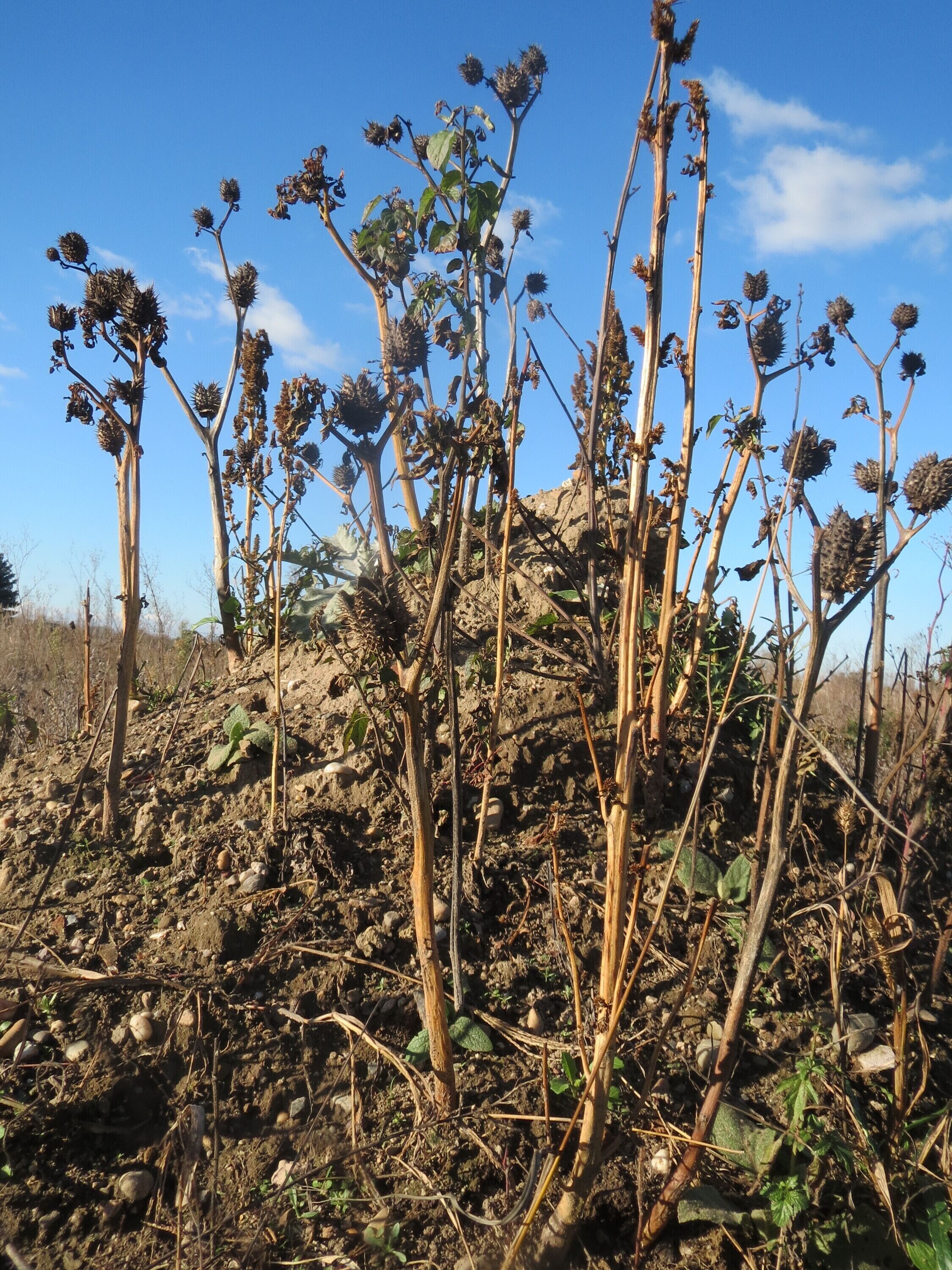 Gemeiner Stechapfel (Datura stramonium) auf einem kleinen Sandtrockenrasen-Biotop bei Neulußheim (Gemarkung Altlußheim)