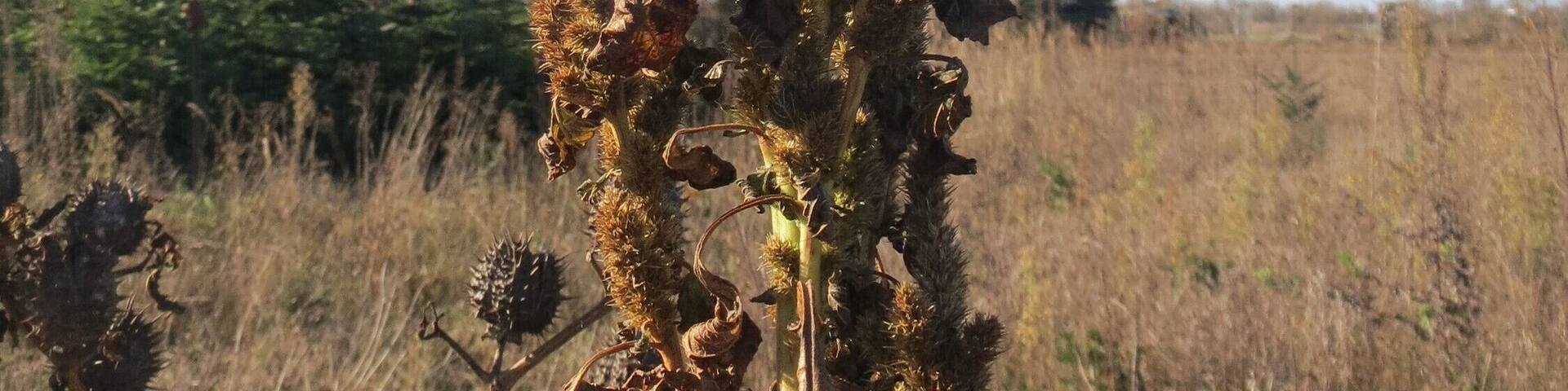 Zurückgebogener Amarant oder Acker-Fuchsschwanz (Amaranthus retroflexus) auf einem kleinen Sandtrockenrasen-Biotop bei Neulußheim (Gemarkung Altlußheim)