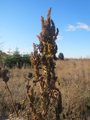 Zurückgebogener Amarant oder Acker-Fuchsschwanz (Amaranthus retroflexus) auf einem kleinen Sandtrockenrasen-Biotop bei Neulußheim (Gemarkung Altlußheim)