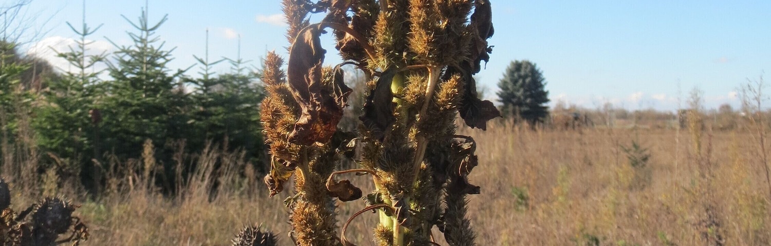 Zurückgebogener Amarant oder Acker-Fuchsschwanz (Amaranthus retroflexus) auf einem kleinen Sandtrockenrasen-Biotop bei Neulußheim (Gemarkung Altlußheim)