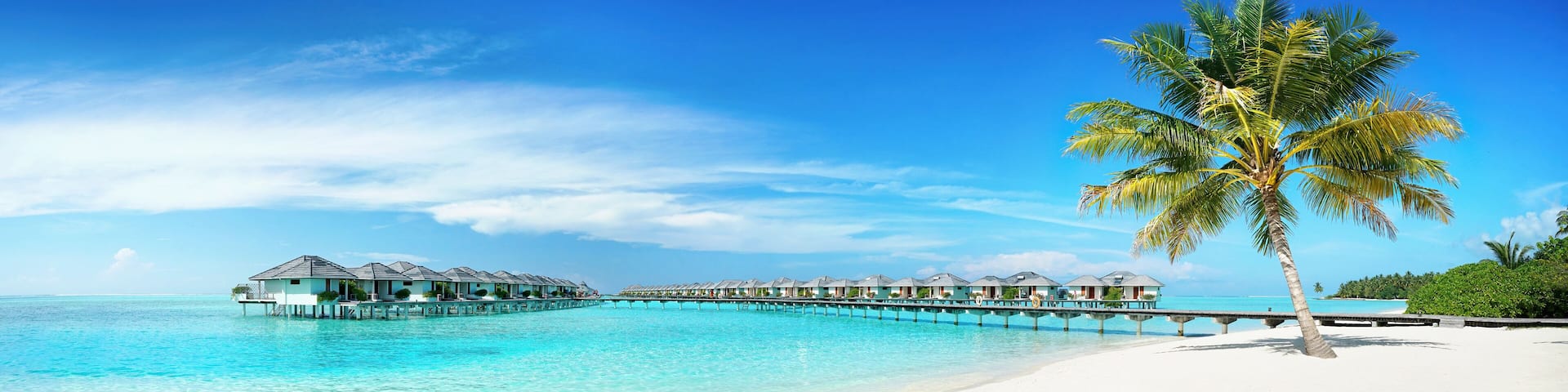 A beach with overwater bungalows, clear turquoise water, and a palm tree.