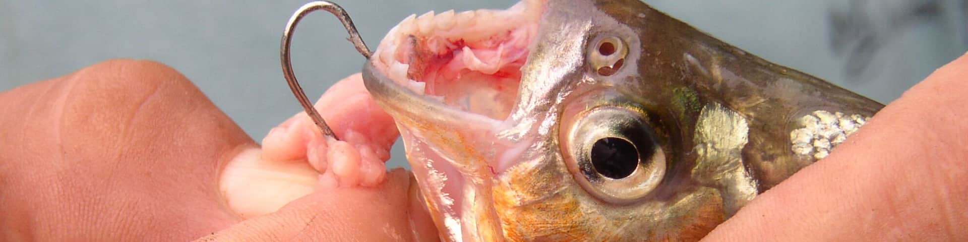 Lake Sachavacayoc is in the middle of nowhere - two hour boat ride from Puerto Maldonado and then another one to two hour hike through the jungle but you get to see lots of cool flora and fauna. You can also fish for piranha. They are hard to catch for a novice but our guide caught several. We took them back to the lodge and the kitchen cooked them for us. They are very bony fish! There was no one else on the lake when we were there which made the experience even better.
#fishing
#Adventure
#jungle
#lake
#LocalSecrets