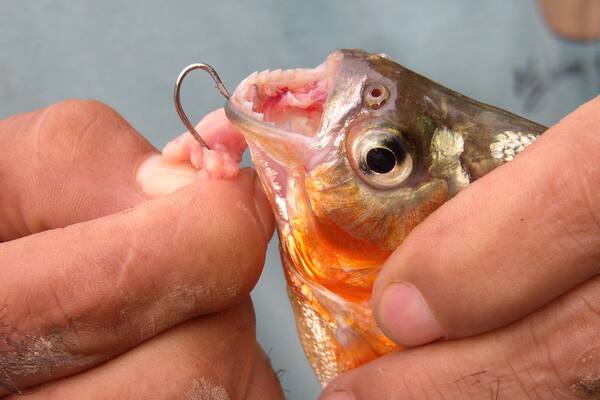 Lake Sachavacayoc is in the middle of nowhere - two hour boat ride from Puerto Maldonado and then another one to two hour hike through the jungle but you get to see lots of cool flora and fauna. You can also fish for piranha. They are hard to catch for a novice but our guide caught several. We took them back to the lodge and the kitchen cooked them for us. They are very bony fish! There was no one else on the lake when we were there which made the experience even better.
#fishing
#Adventure
#jungle
#lake
#LocalSecrets