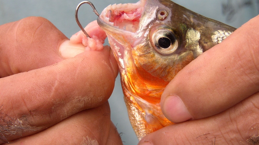 Lake Sachavacayoc is in the middle of nowhere - two hour boat ride from Puerto Maldonado and then another one to two hour hike through the jungle but you get to see lots of cool flora and fauna. You can also fish for piranha. They are hard to catch for a novice but our guide caught several. We took them back to the lodge and the kitchen cooked them for us. They are very bony fish! There was no one else on the lake when we were there which made the experience even better.
#fishing
#Adventure
#jungle
#lake
#LocalSecrets