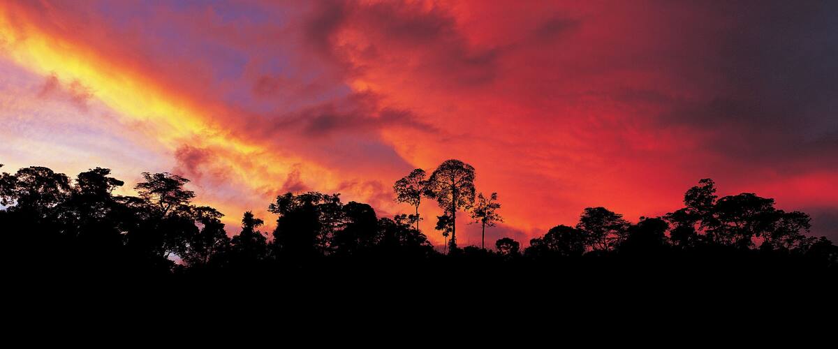 Rainforest, Tambopata, Candamo, Peru
