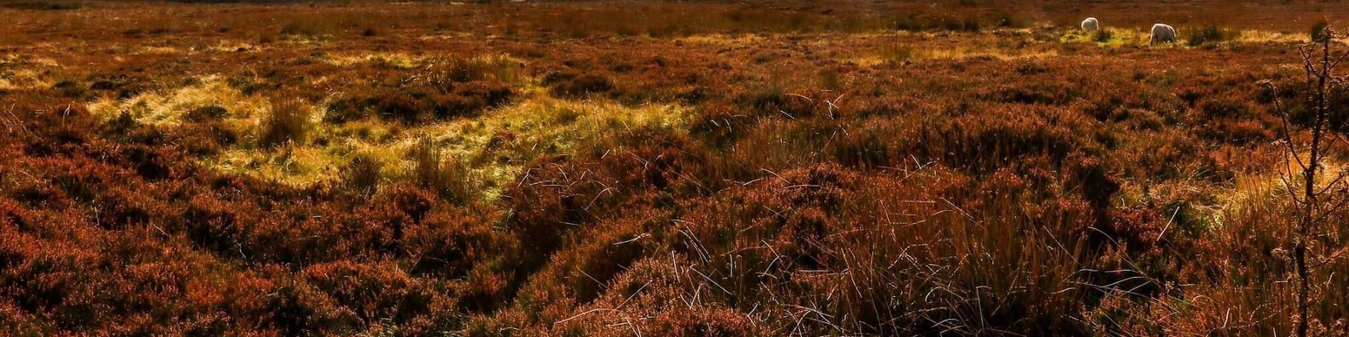 Bleak but beautiful moorland approaching the lion inn at Blakey