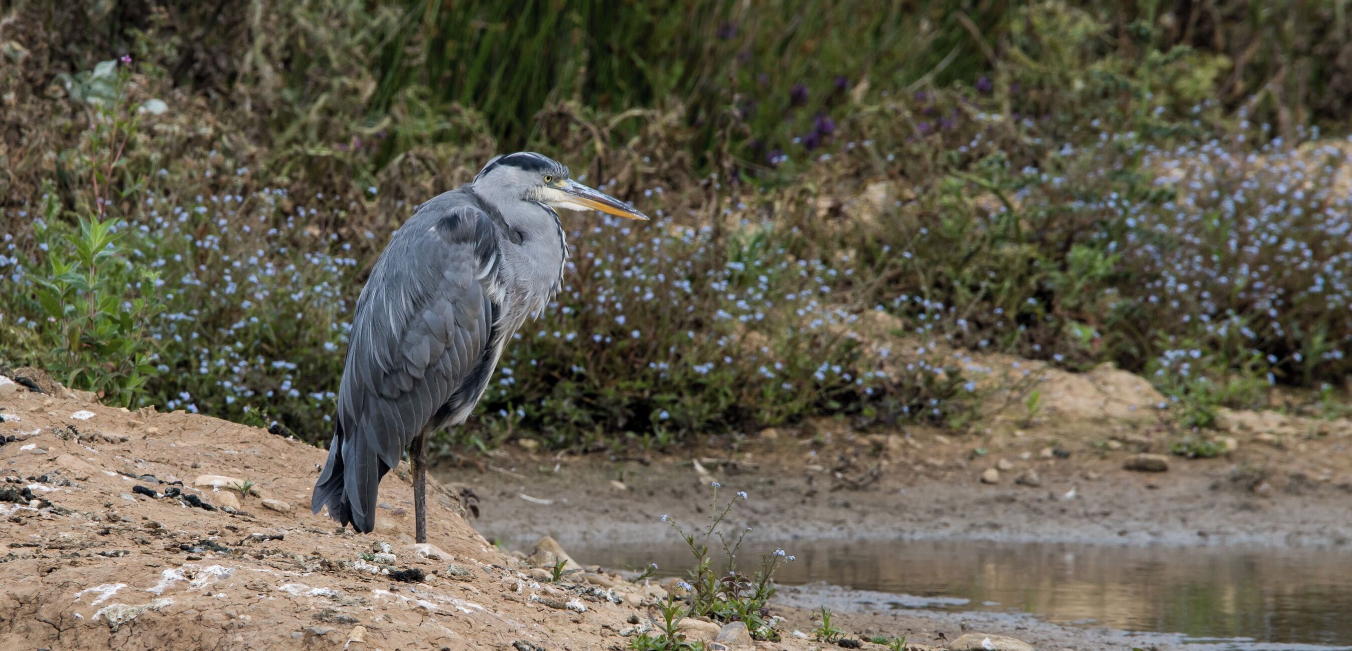 Filey Dam a couple of small lakes where you get a wide variety of different birds. One of my favorites is the grey heron. 