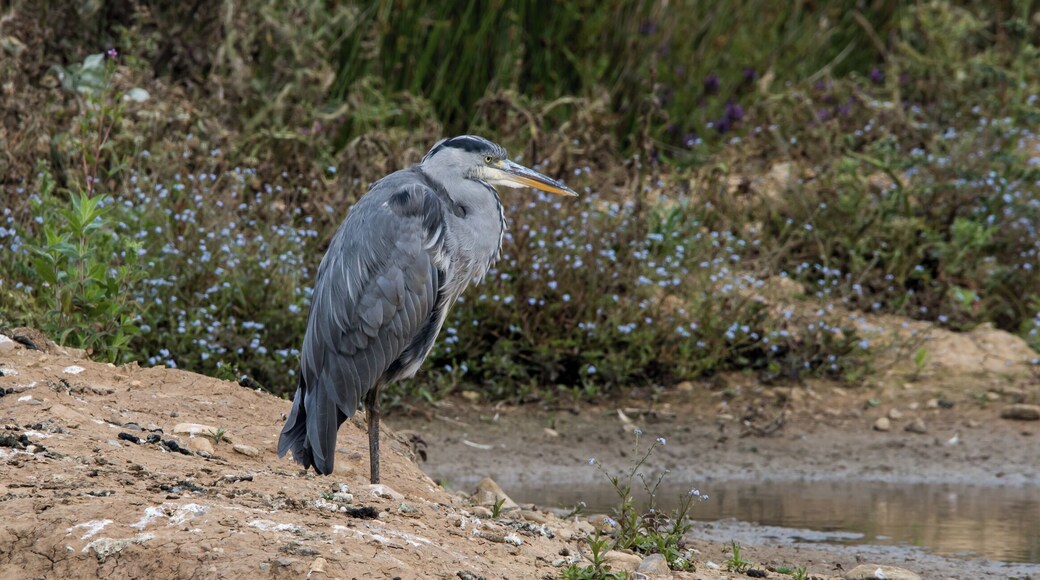 Filey Dam a couple of small lakes where you get a wide variety of different birds. One of my favorites is the grey heron.