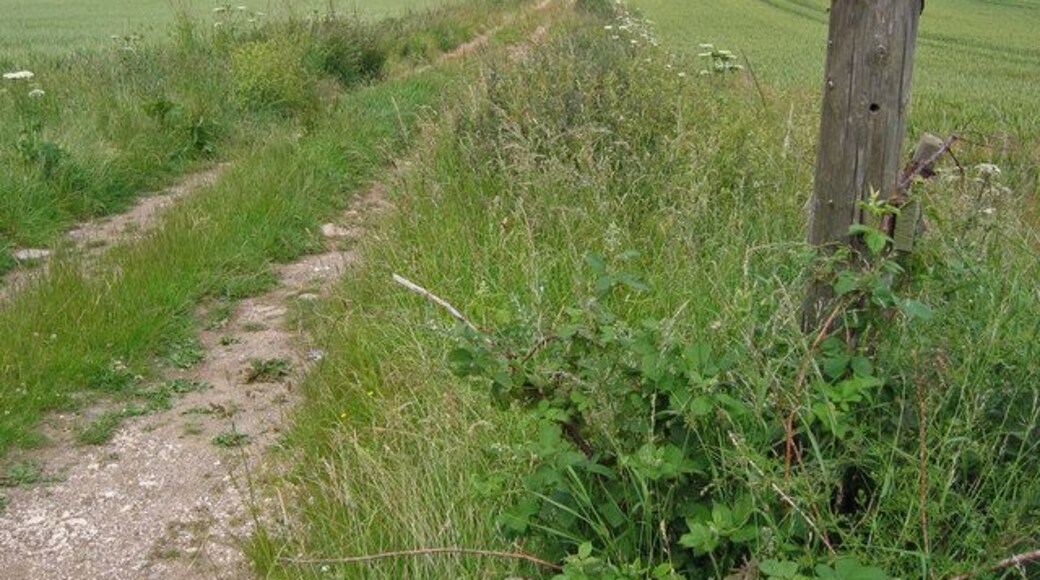 Track West of Speeton. The track heads north on Speeton Hills. This view looking north to the sea.