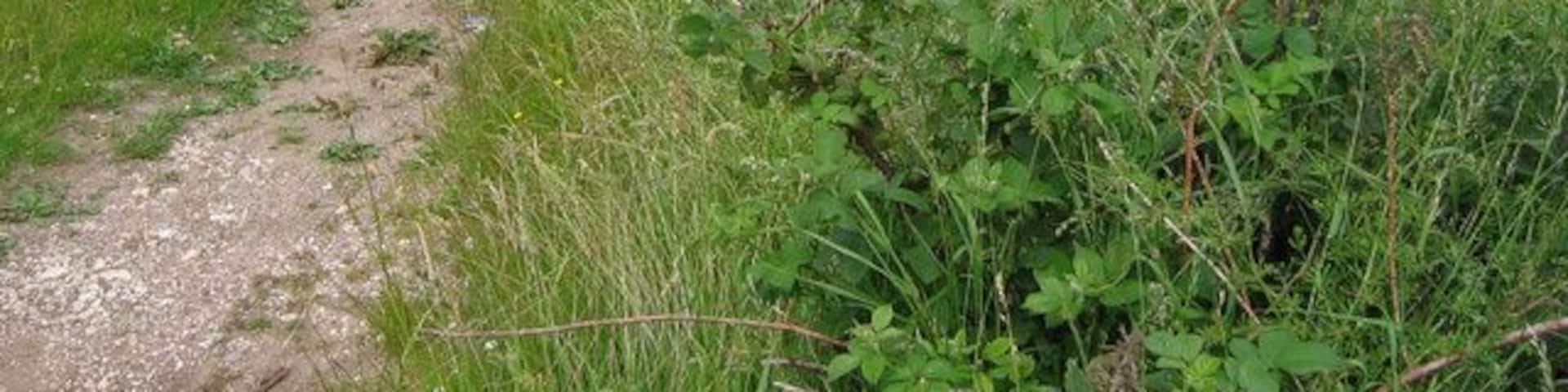 Track West of Speeton. The track heads north on Speeton Hills. This view looking north to the sea.