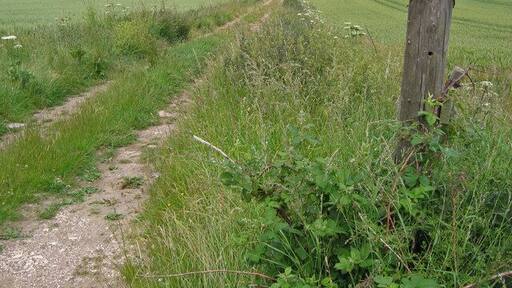 Track West of Speeton. The track heads north on Speeton Hills. This view looking north to the sea.