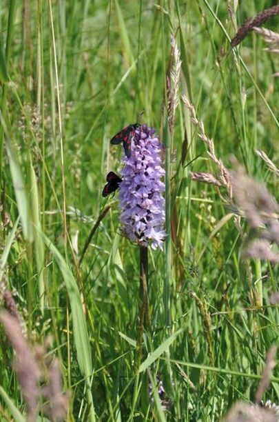 On a coastal walk from Filey Brigg to Scarborough, we kept seeing these pretty little moth-like insects. I couldn't be certain but it was either a 5 or 6 spotted burnet moth, which I later found out is a day-flying moth.